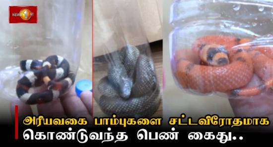 சட்டவிரோதமாக 6 பாம்புகளை கொண்டுவந்த பெண் கைது..